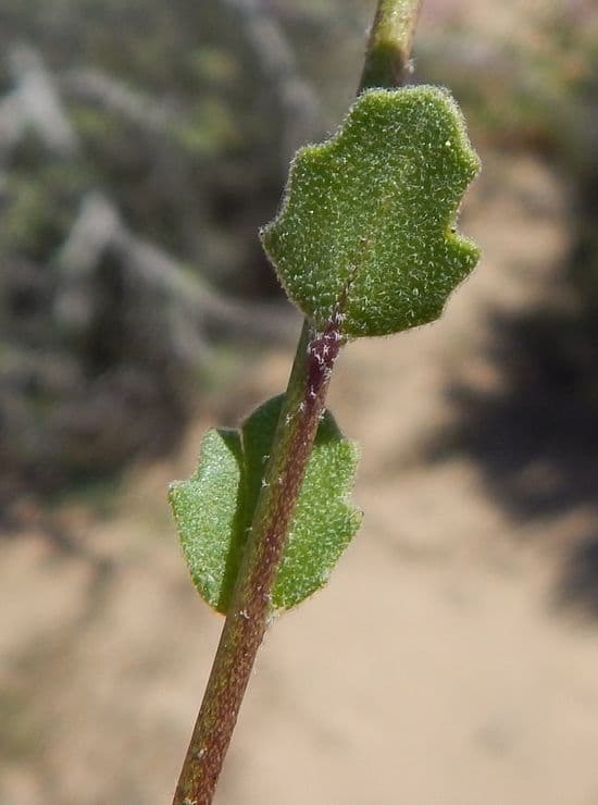 Dithyrea californica 20
