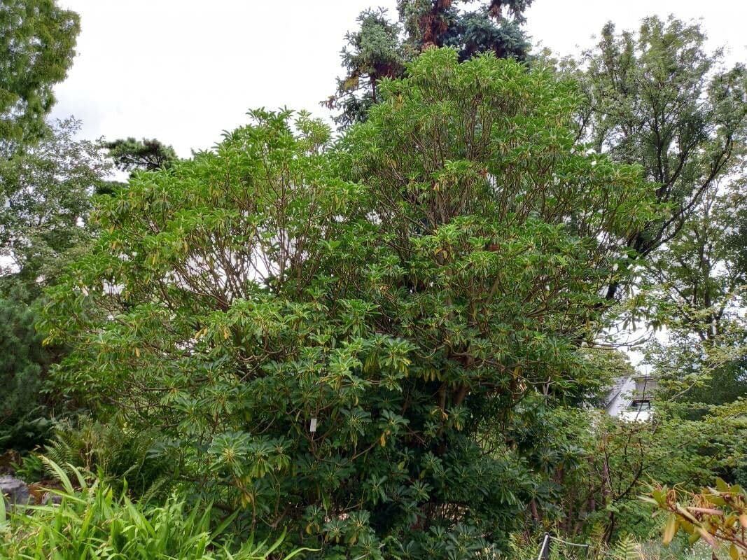 Daphniphyllum 7
