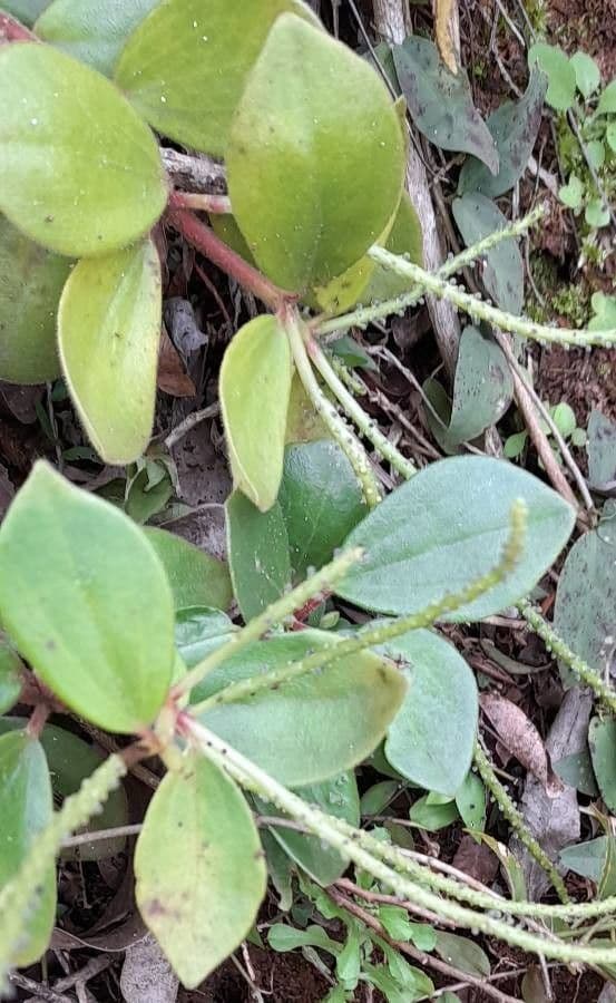 Peperomia blanda 7