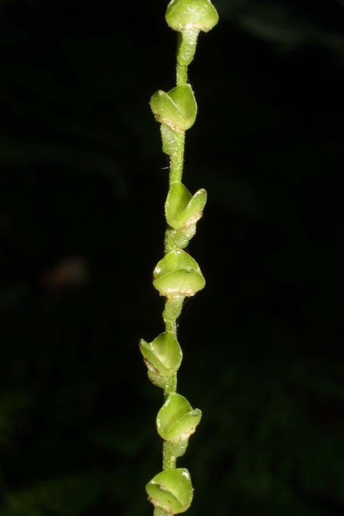 Mitella diphylla 20