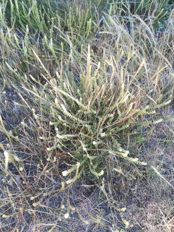 Sesamoides purpurascens 12
