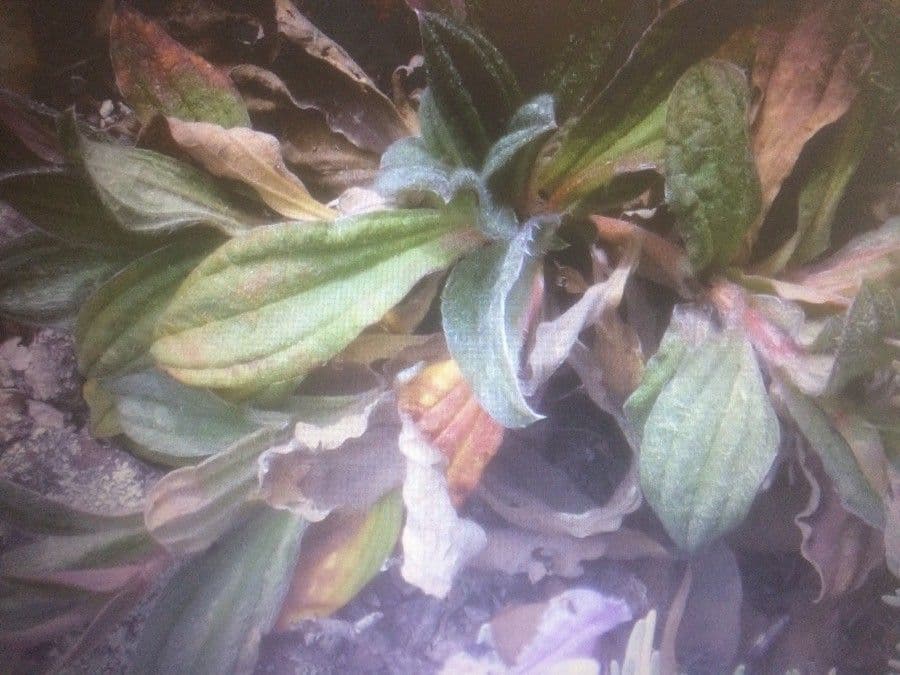Tuberaria 6