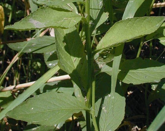 Iodanthus