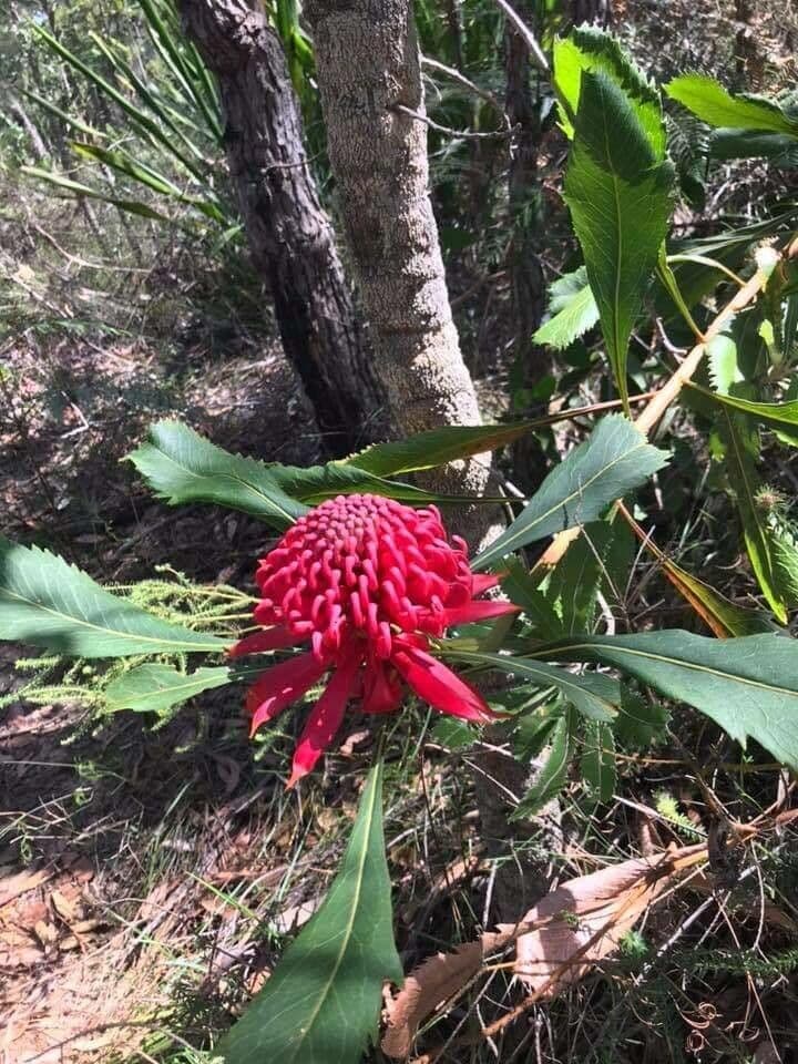 Telopea speciosissima 8