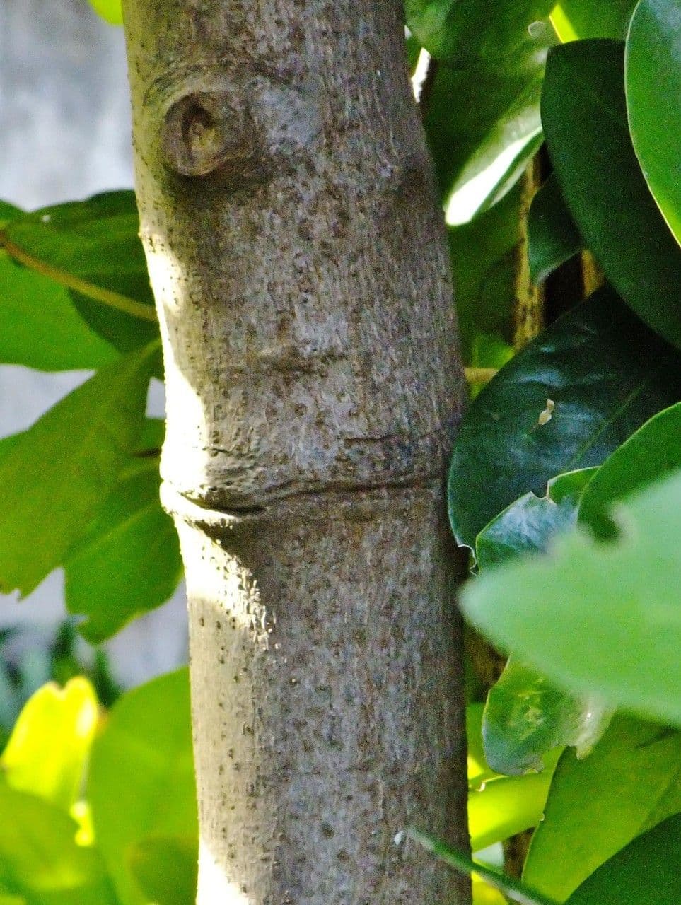 Karapofrucht 24
