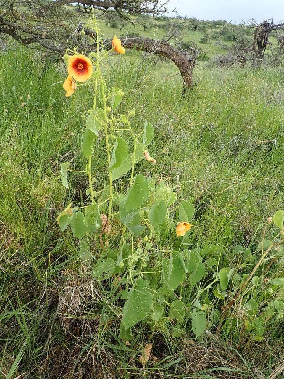 Abutilon 21