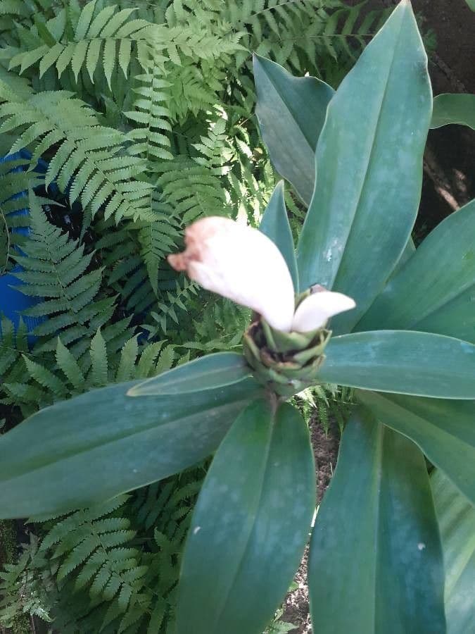 Costus 7