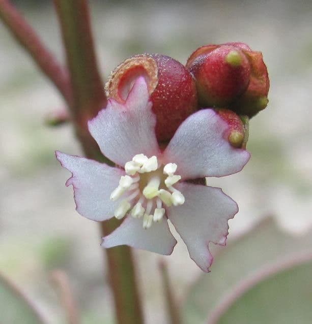 Miconia 5