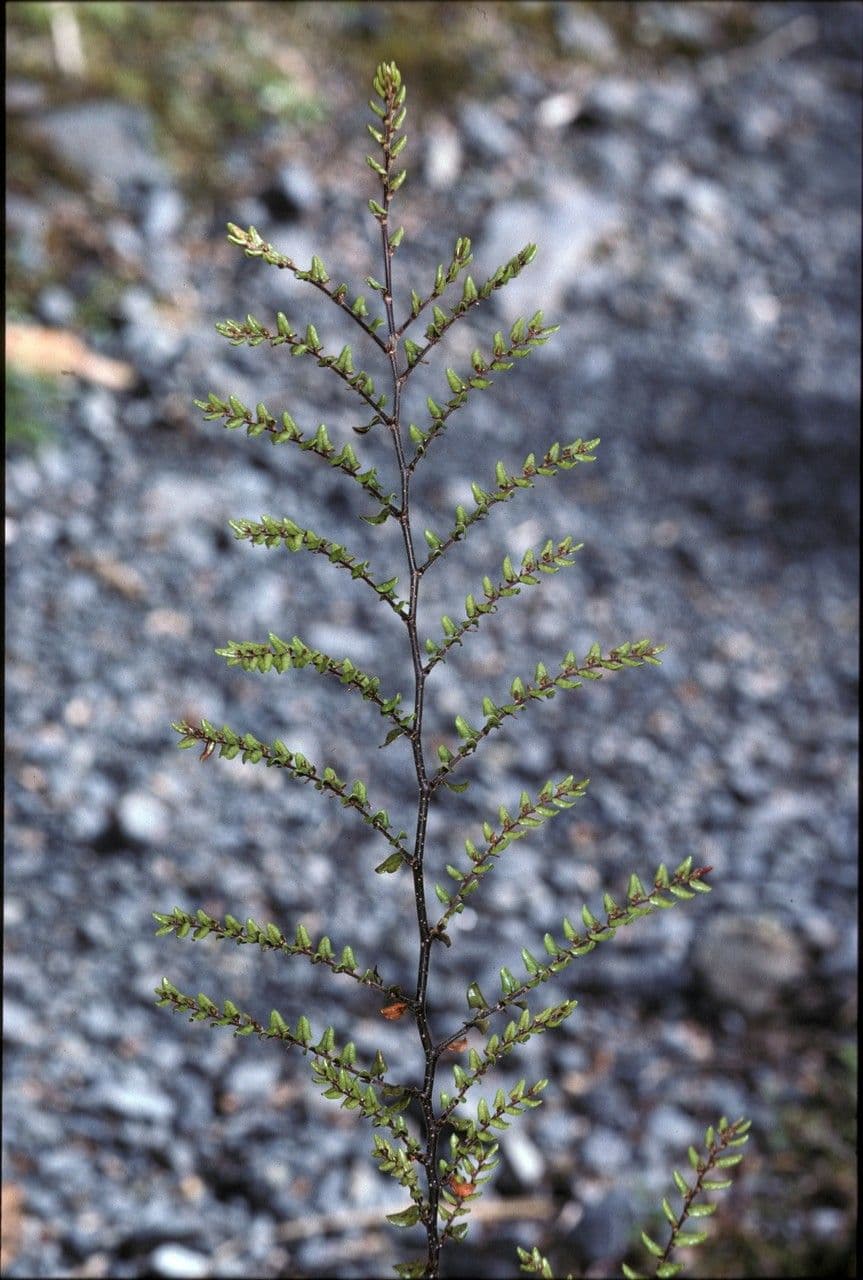 Nothofagus 11