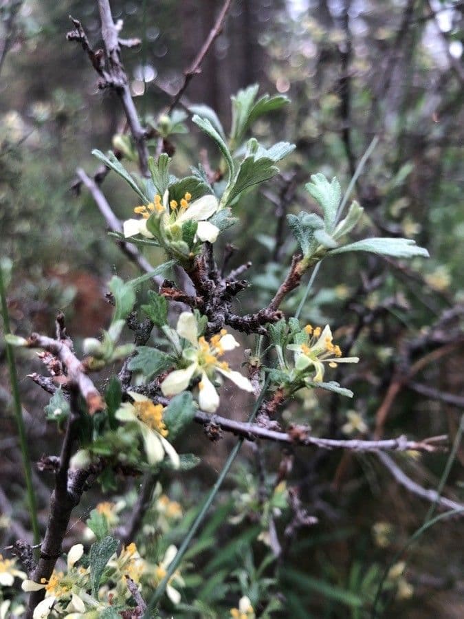 Purshia tridentata 9