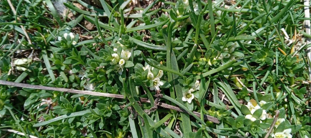 Erba de latti 8