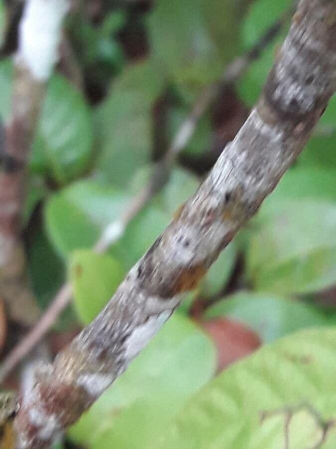 Psychotria nervosa 21