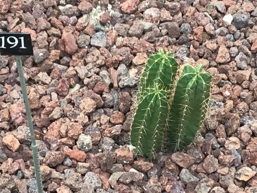 Isolatocereus 6