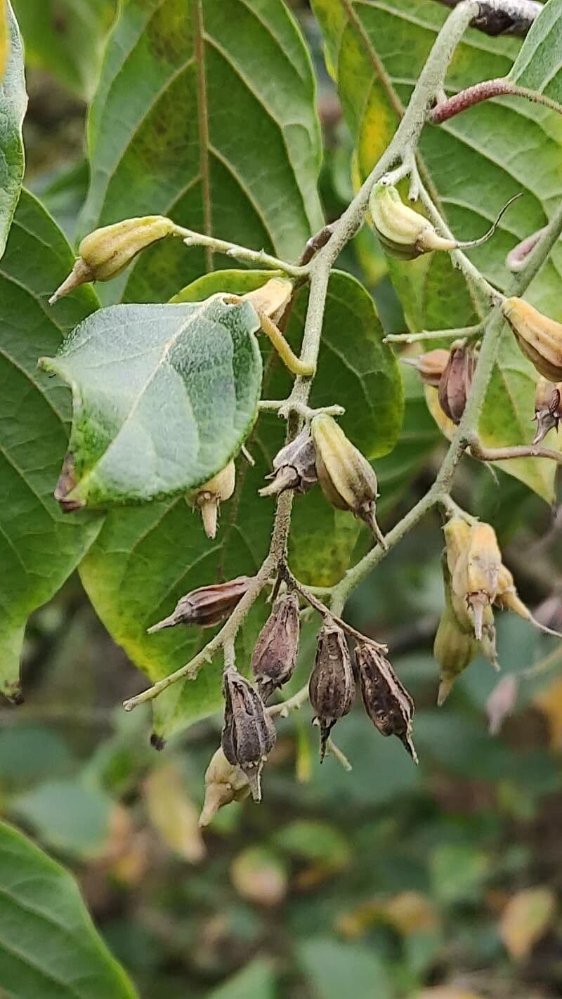 Pterostyrax 3