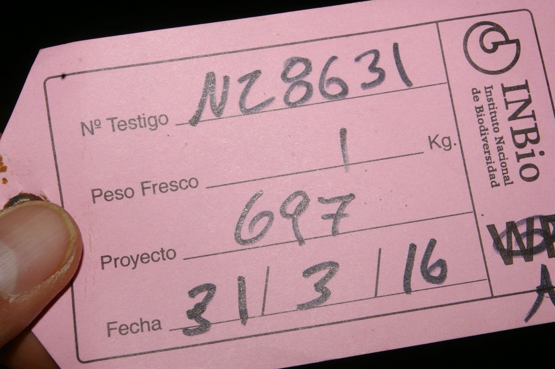 Drymonia 15