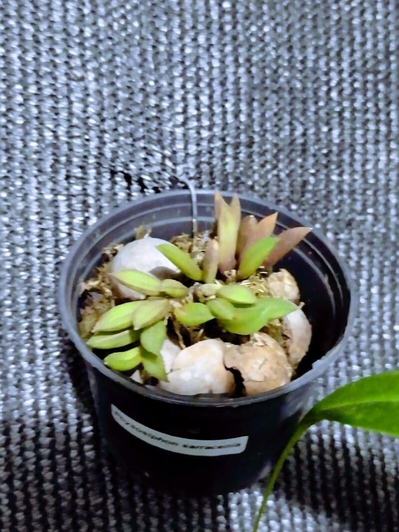 Acianthera