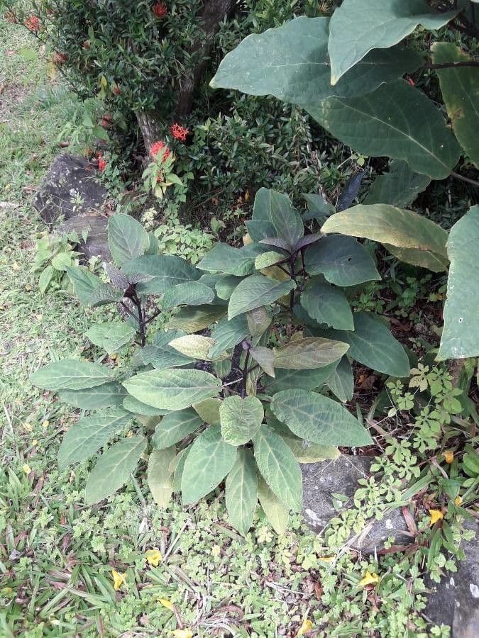 Pseuderanthemum 12