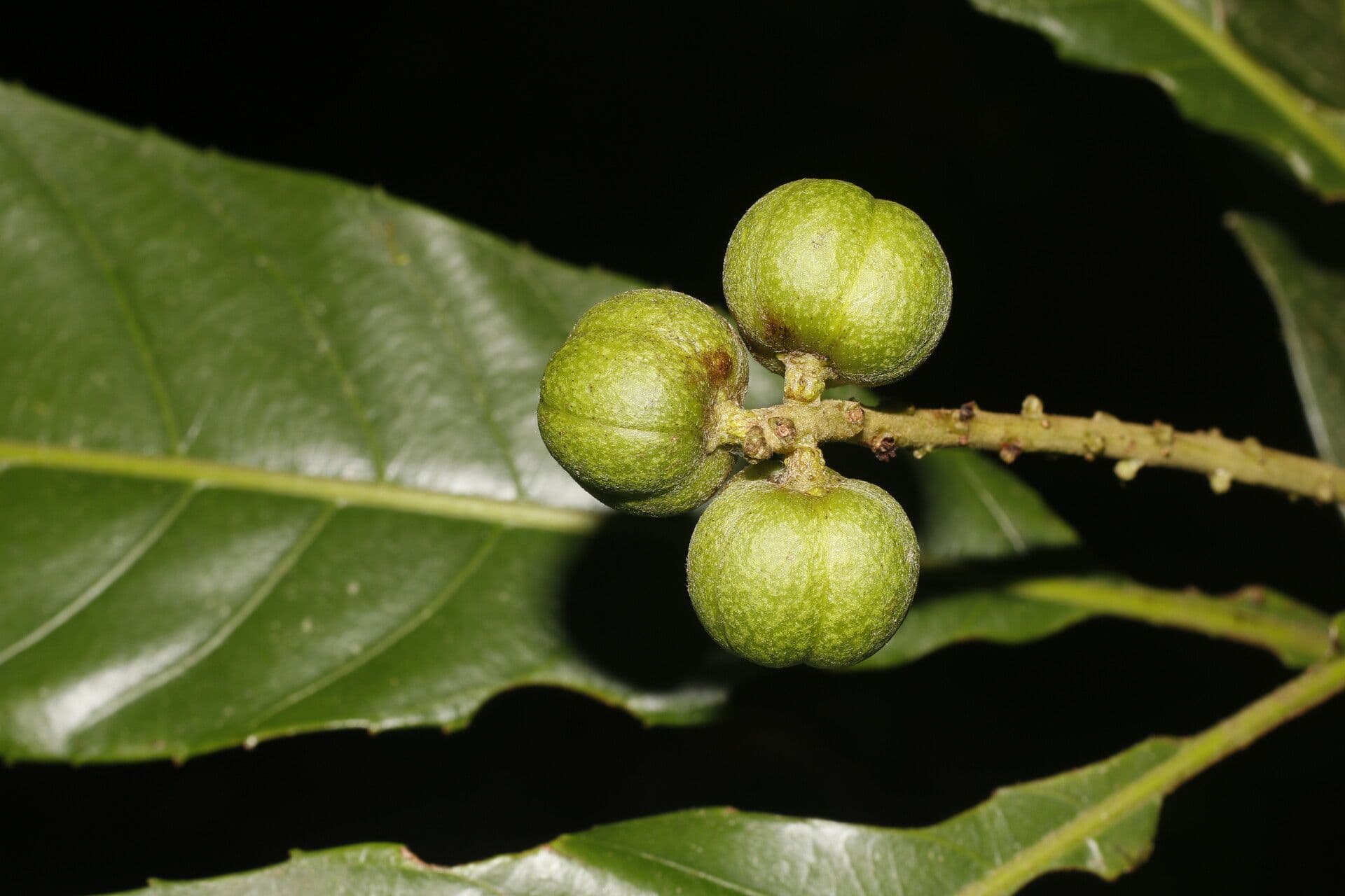 Pausandra 2