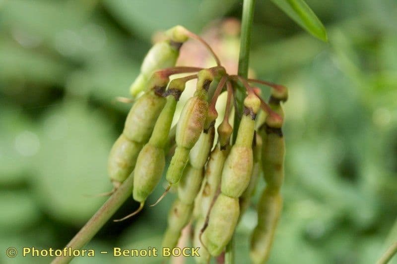 Coronilla coronata 3