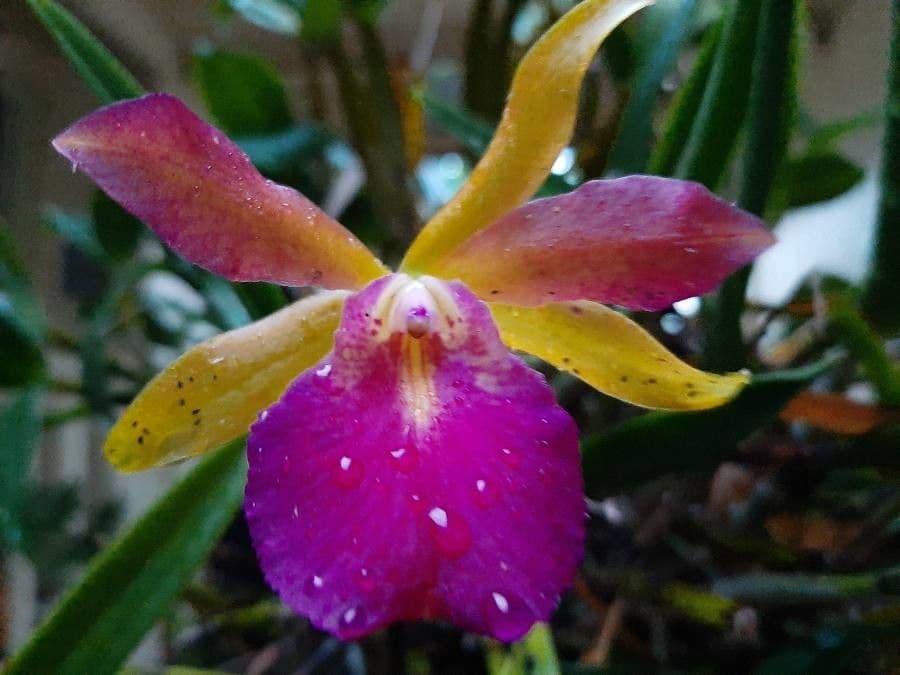 Cattleya 5