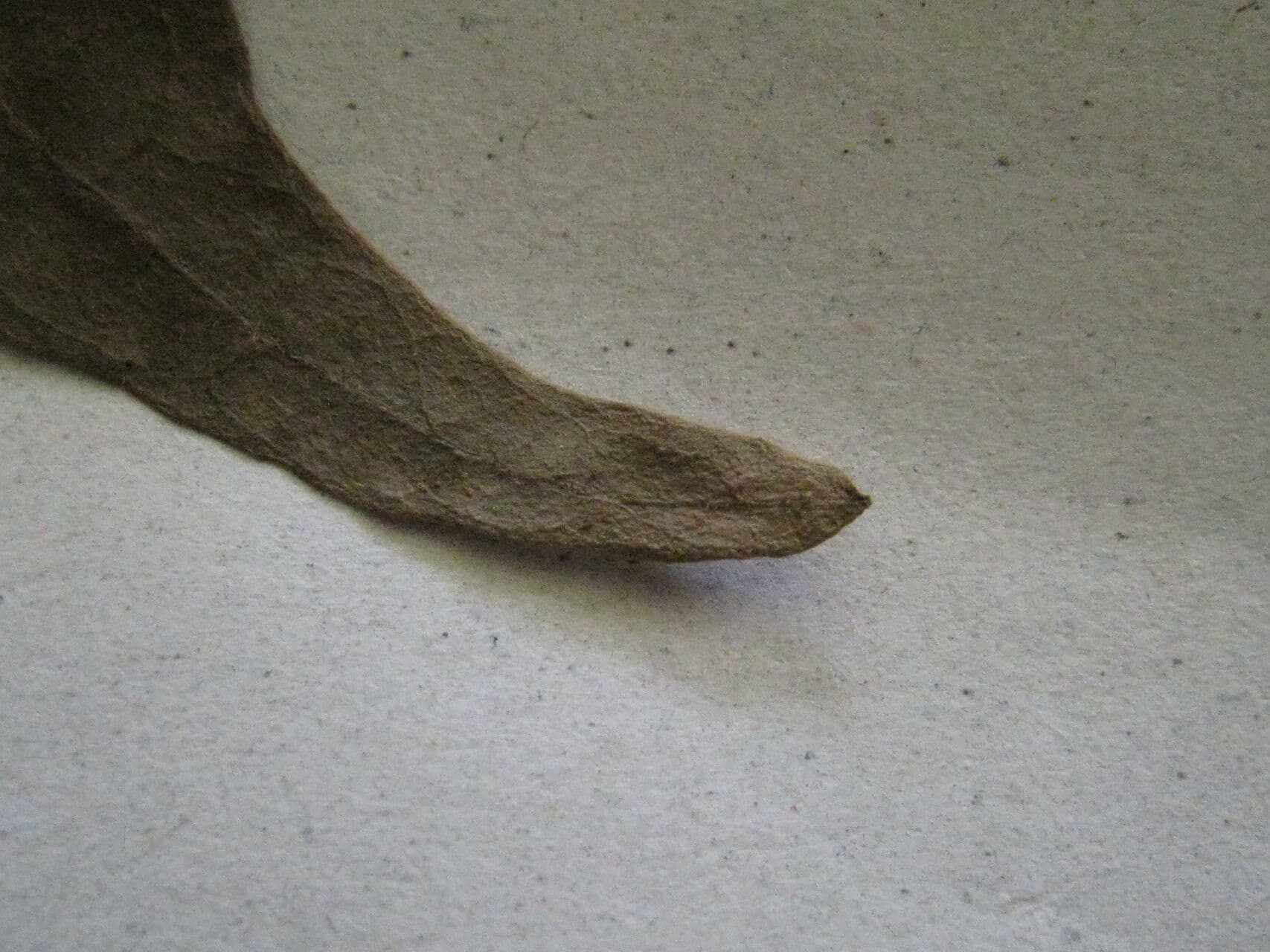 Inga