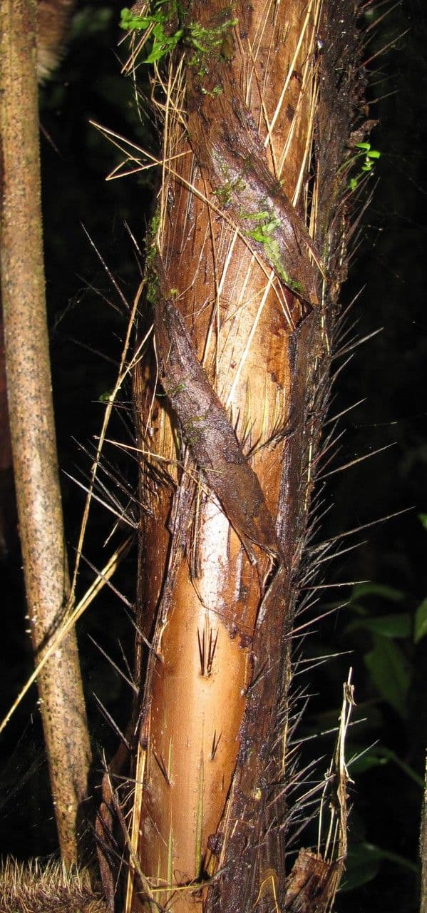 Bactris 2
