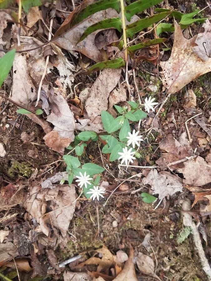 Stellaria pubescente 12