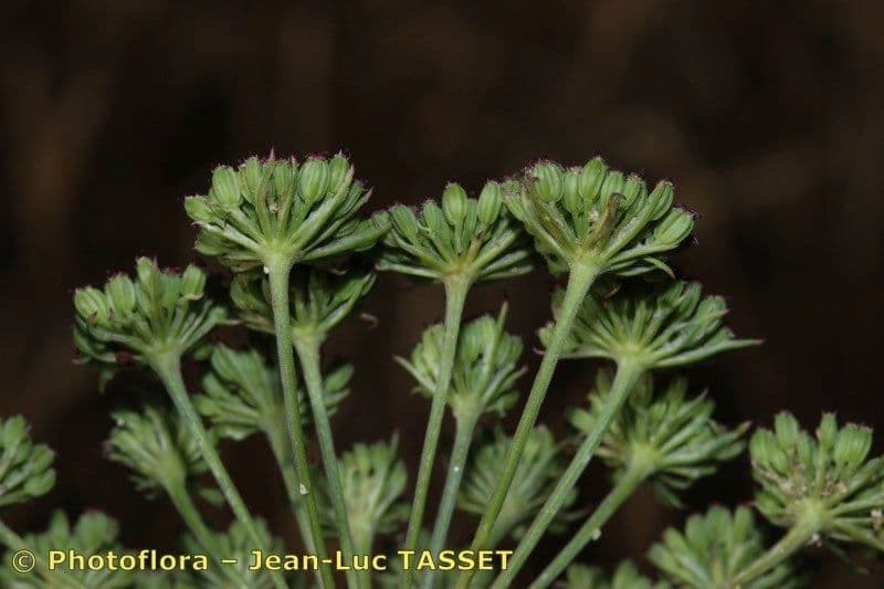Seseli annuum 3