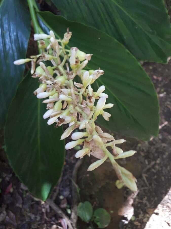 Galanga 4