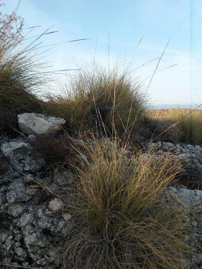 Esparto 9