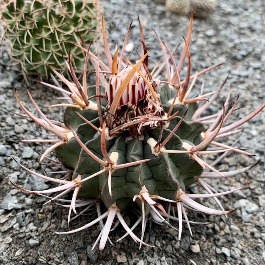 Stenocactus coptonogonus 4