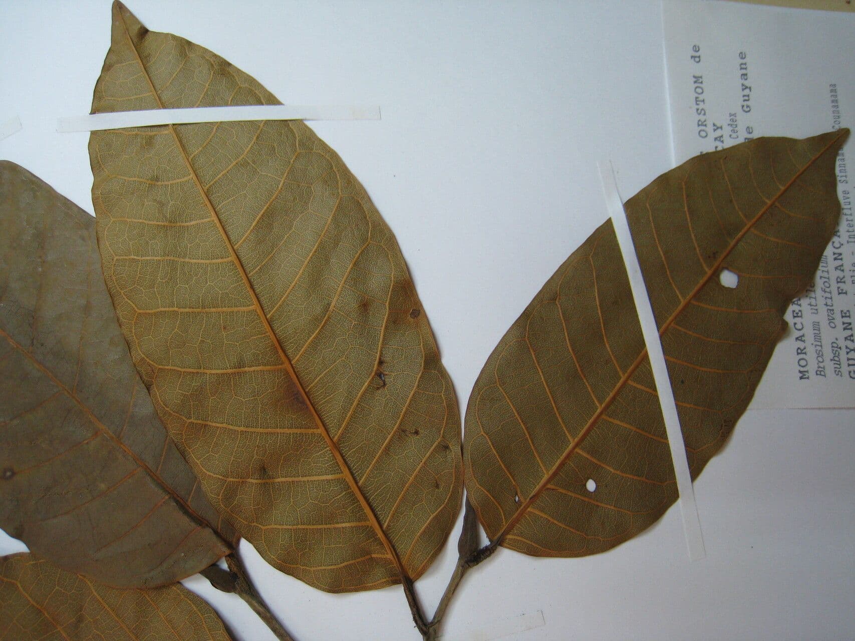 Milchbaum 7
