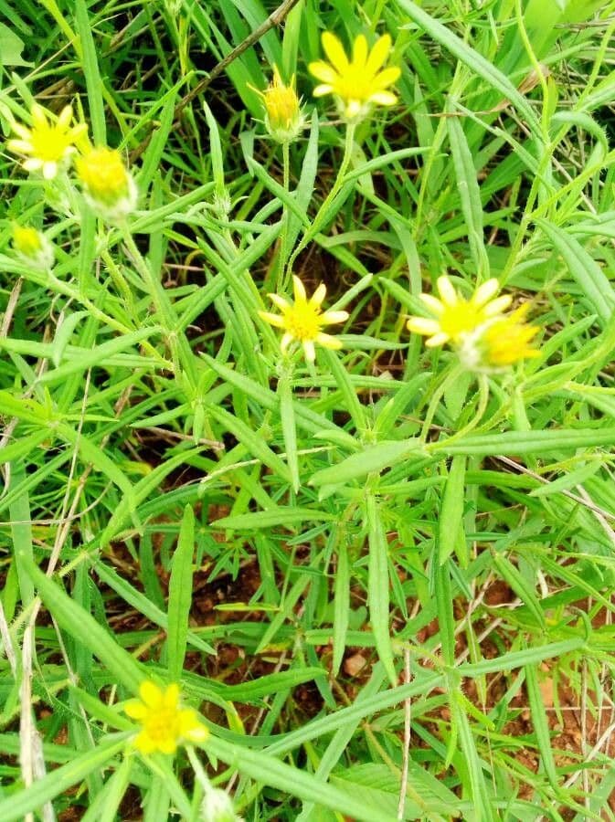Hirpicium 7