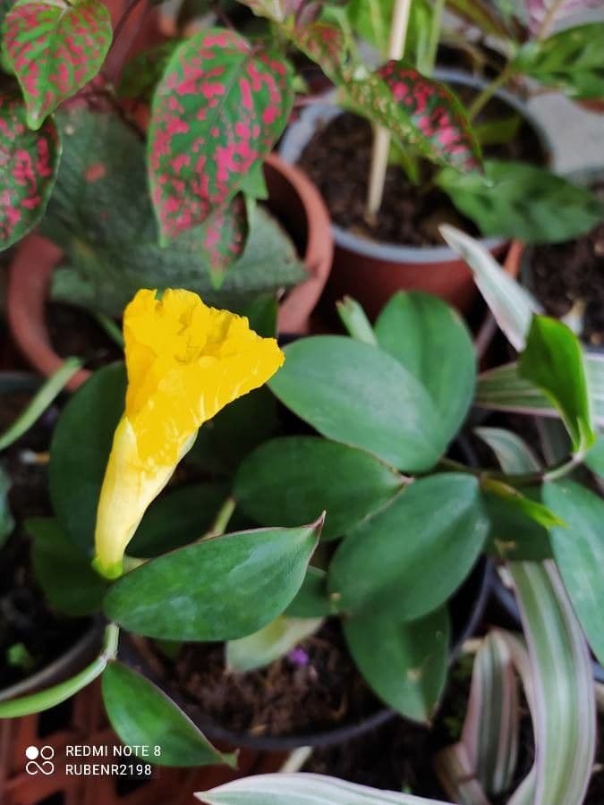 Costus