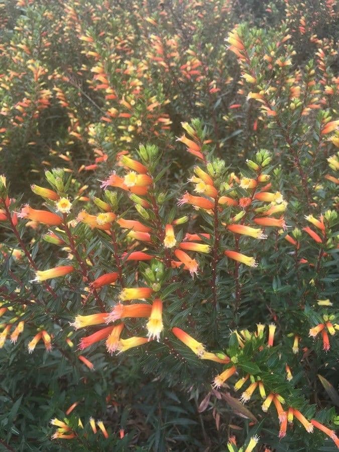 Erica multicolore 4