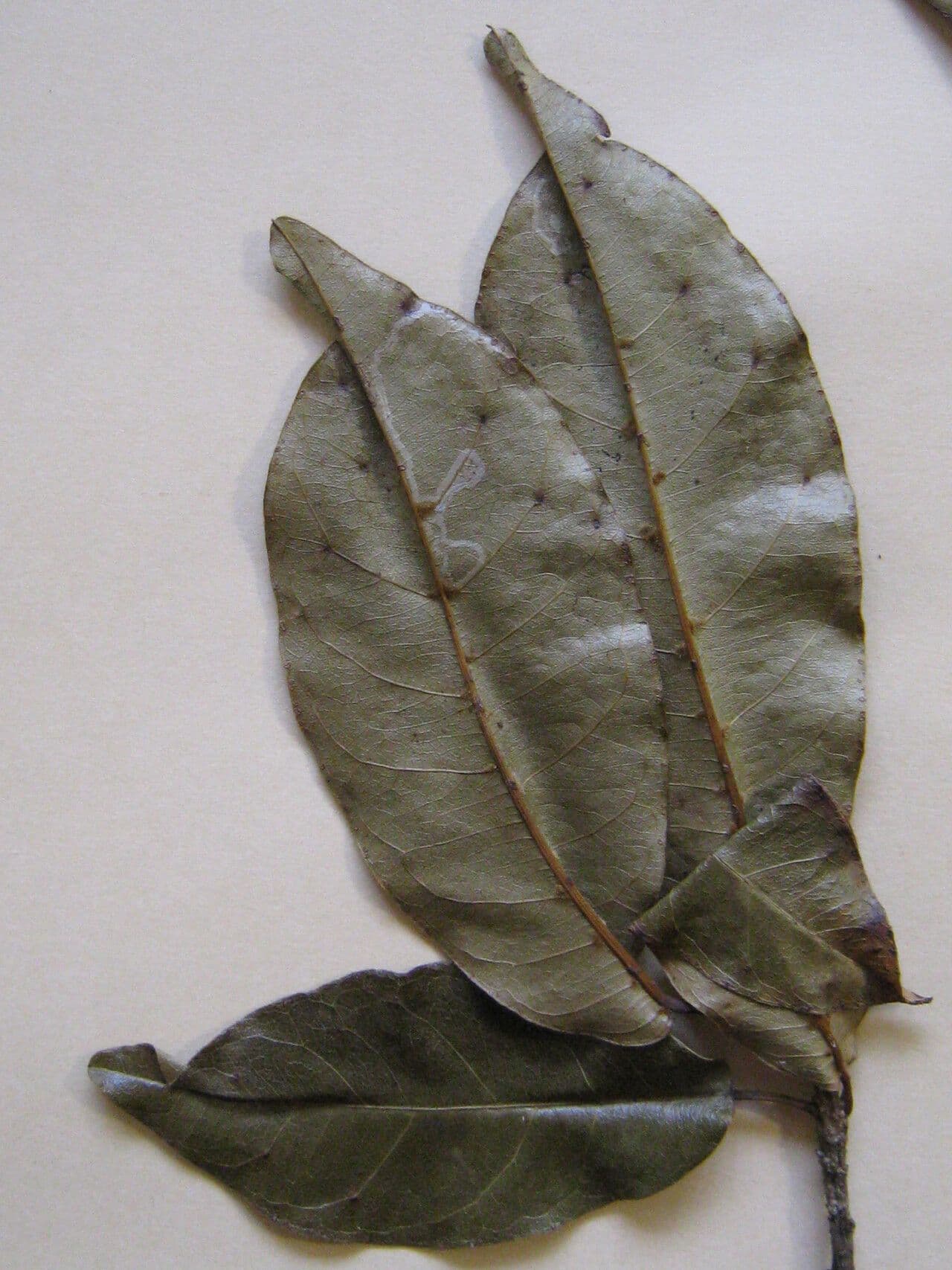 Micrandra 3