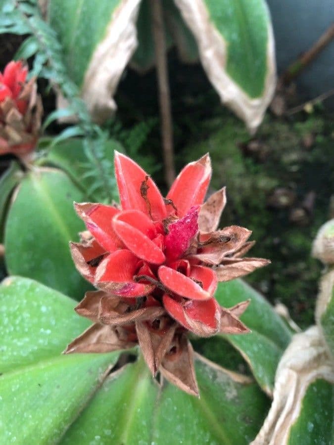Costus 3
