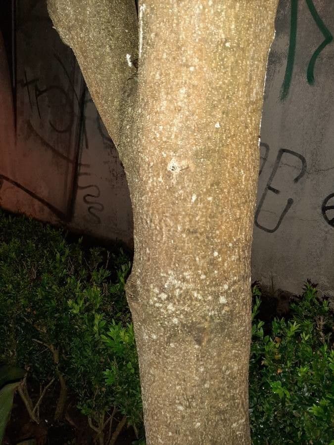 Pitosforo ondulato 22