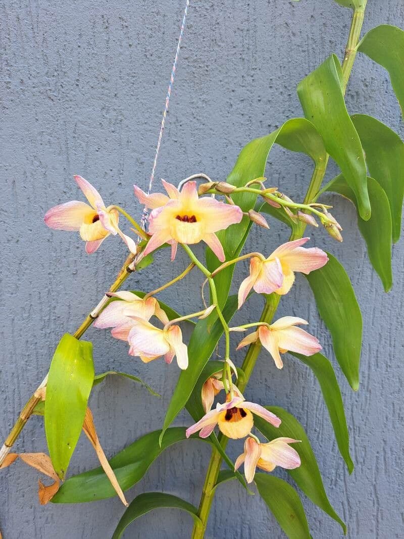 Moschus-Dendrobium 11