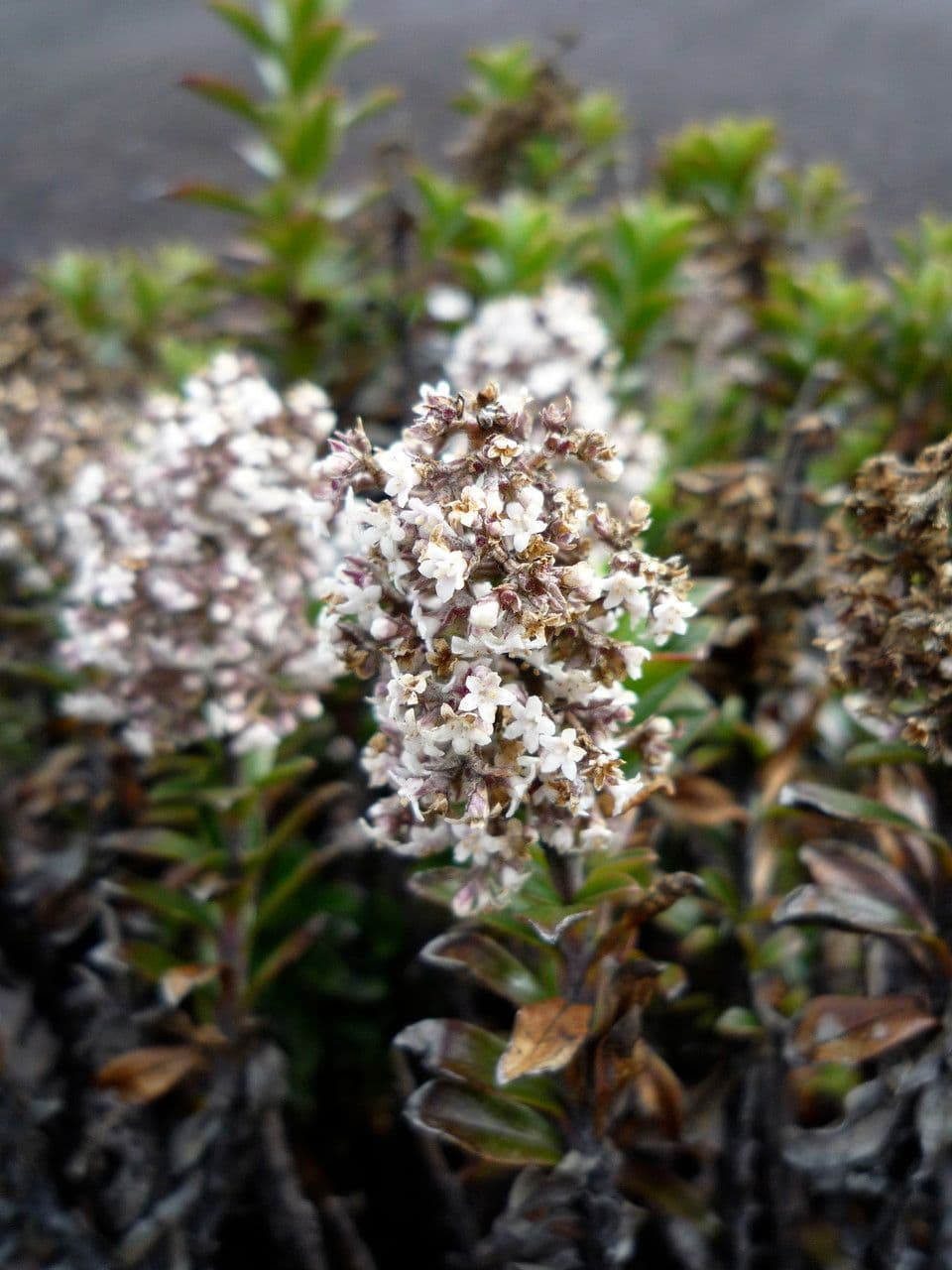 Valeriana 3
