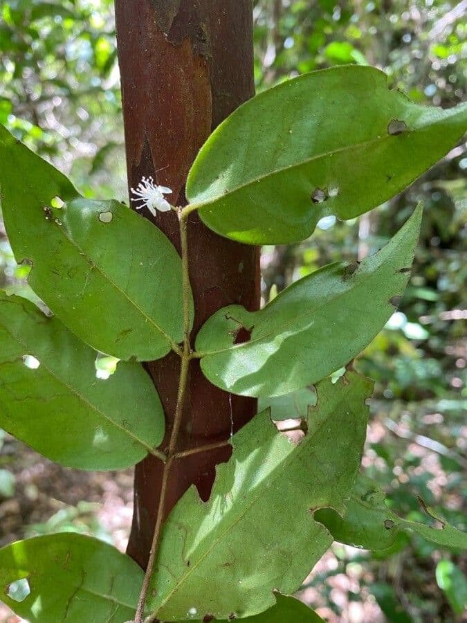 Eugenia 4
