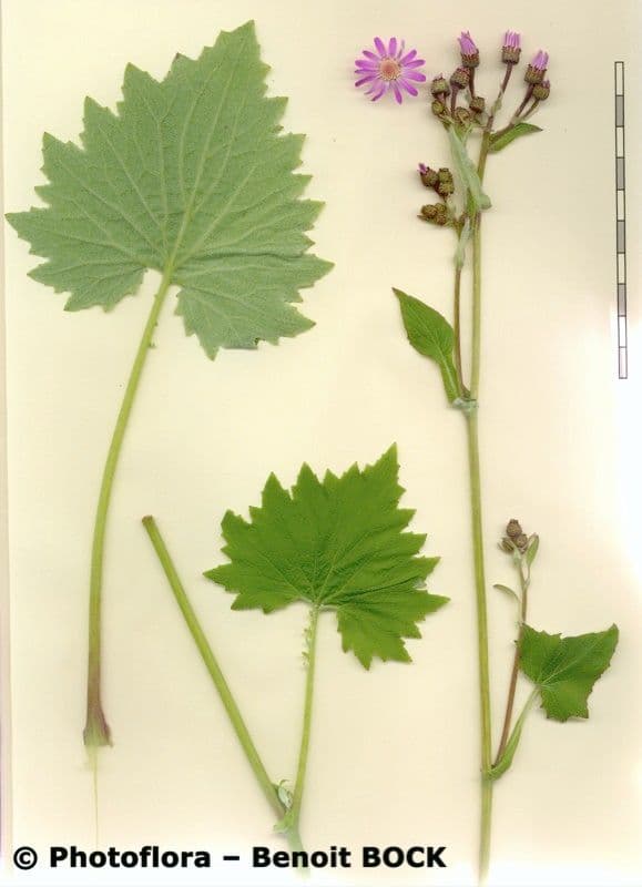 Pericallis 22