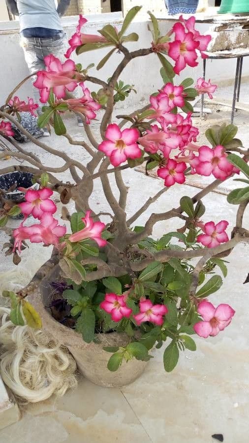 Adenium 11