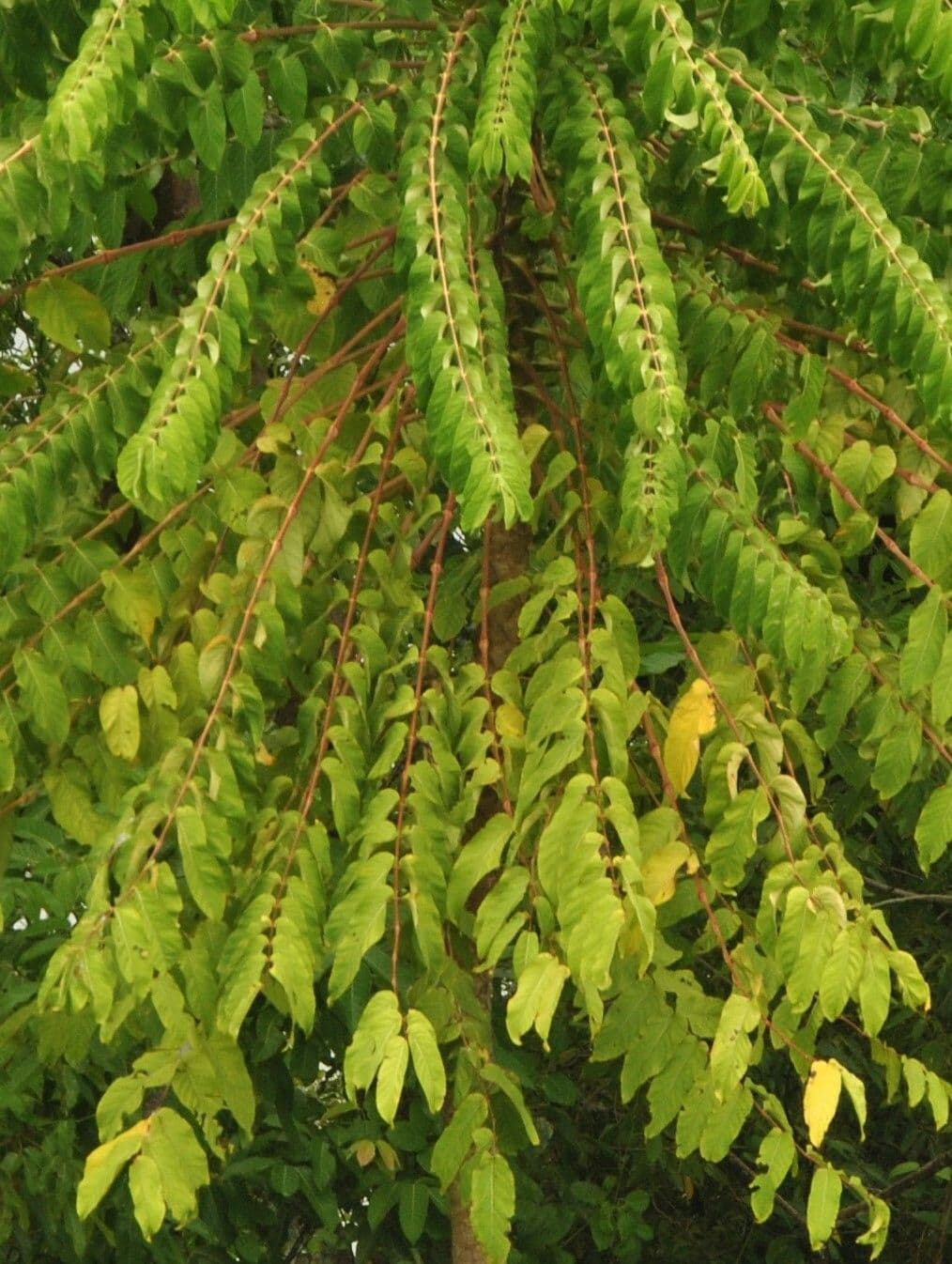 Polyscias 3