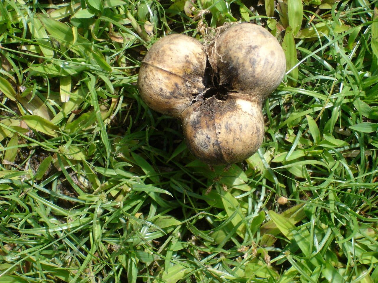 Hevea brazylijska 3