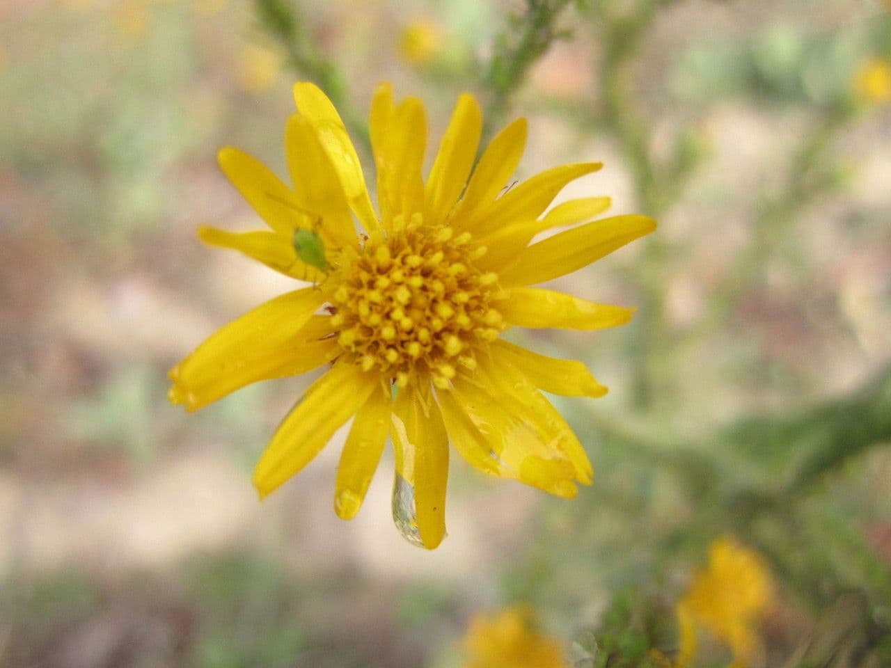 Eteroteca grandiflora 8