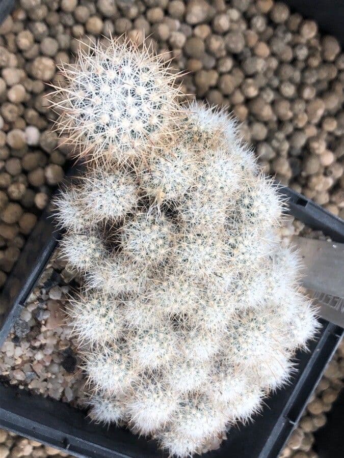 Cactus 3
