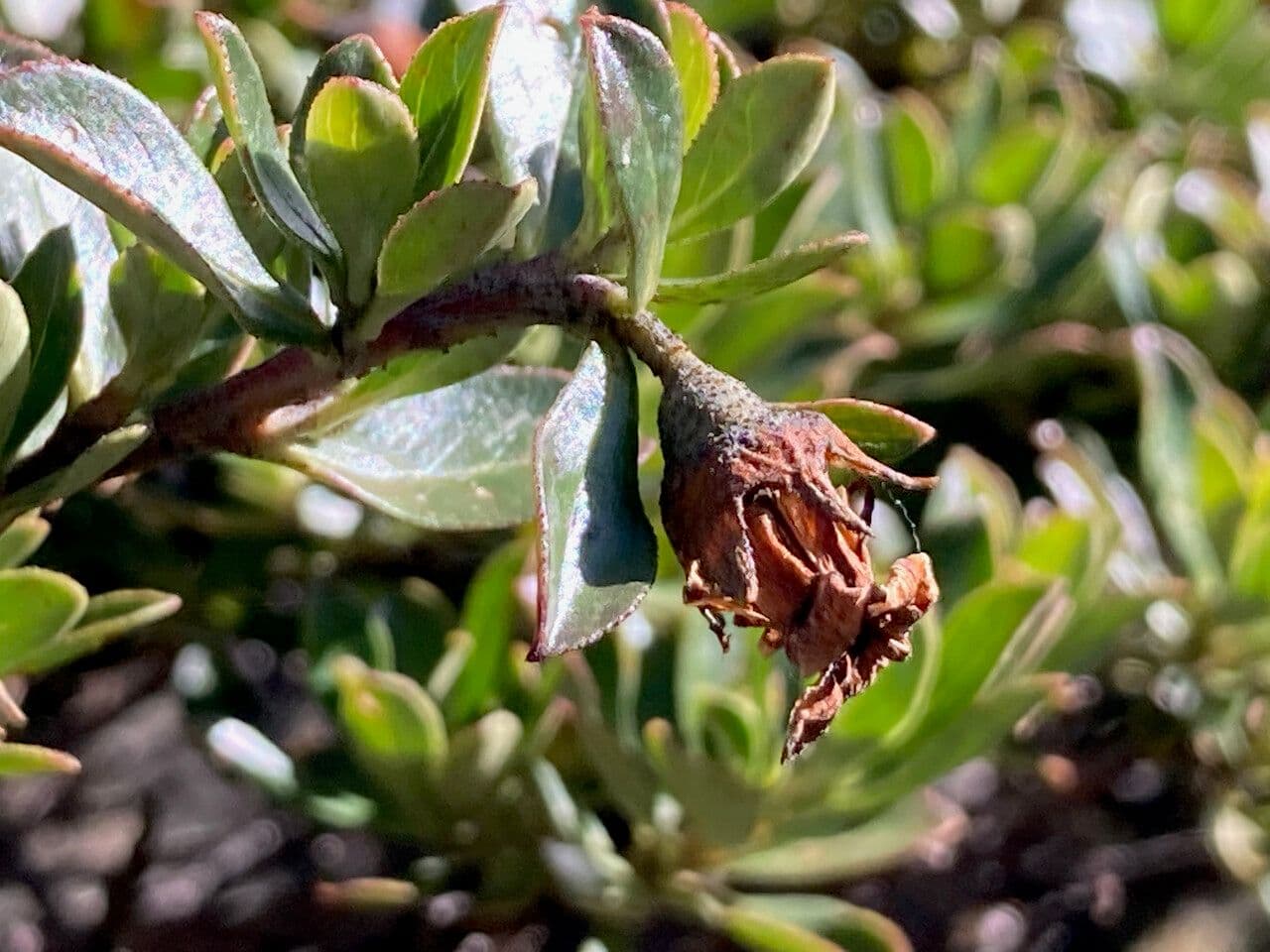Escallonia 5
