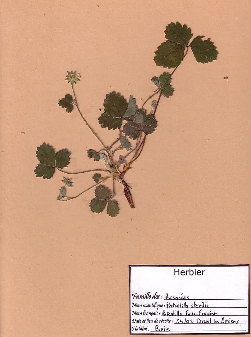 Strawberryleaf cinquefoil 28