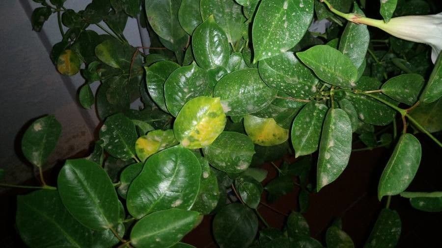 Mandevilla 18